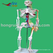 Esqueleto humano con modelo cardíaco y vascular, Esqueleto Humano Modelo 85CM